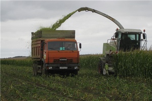 В АО «Фирма Акконд – агро» началась уборка кукурузы на силос
