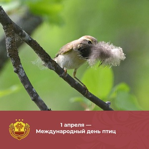 1 апреля - Международный день птиц