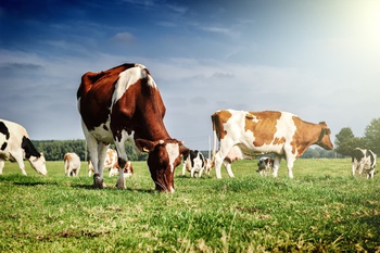 Минсельхоз Чувашии приступил к выплате субсидий гражданам на содержание коров