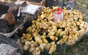 Госветслужба опровергла информацию о гриппе птиц в Чувашии