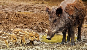 Ситуация с африканской чумой свиней находится под контролем