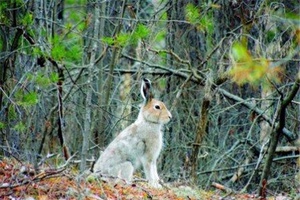 Ученики Янтиковской СОШ - победители викторины «День животных», посвященной 25-летию заповедника «Присурский»