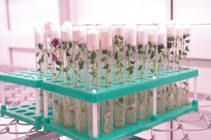 В Комсомольском районе в пробирках вырастили урожай мини-клубней картофеля