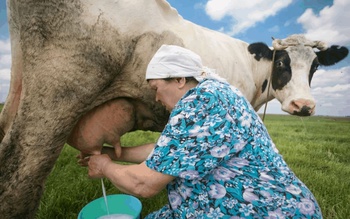 Поддержка собственников дойных коров позволила сохранить доходность их содержания в сельских подворьях