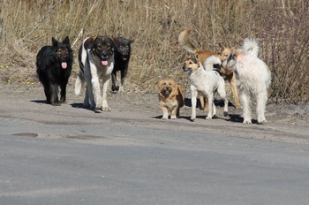 ЦУР Чувашии зафиксировал более 600 обращений по проблеме бродячих собак