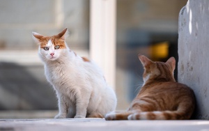 Приют для бездомных животных на 50 мест откроется в начале следующего года