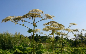 В районах будут созданы специальные бригады для борьбы с борщевиком