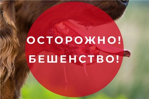 В районе зарегистрирован очаг бешенства